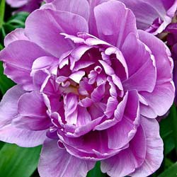 Tulipe double tardive 'Lilac Perfection'